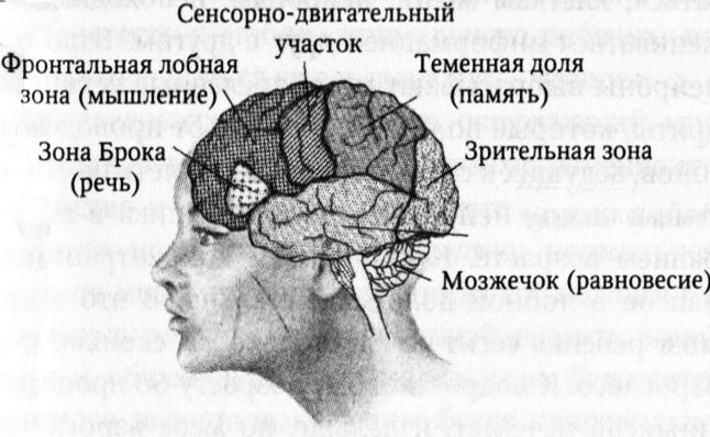 Мозг онлайн. Человек в эпоху Интернета Мозг онлайн. Человек в эпоху Интернета