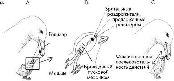 Тайны мозга. Почему мы во все верим Тайны мозга. Почему мы во все верим