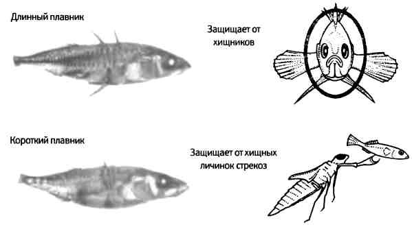 Бесконечное число самых прекрасных форм