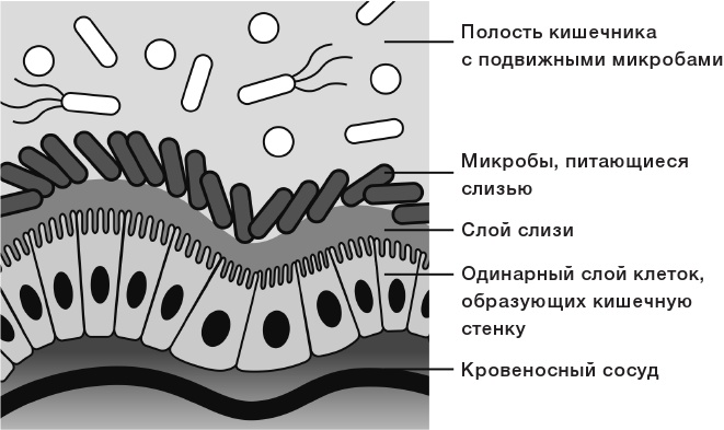 10% HUMAN. Как микробы управляют людьми 10% HUMAN. Как микробы управляют людьми