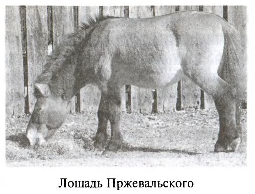 Большая игра. Британская империя против России и СССР Большая игра. Британская империя против России и СССР