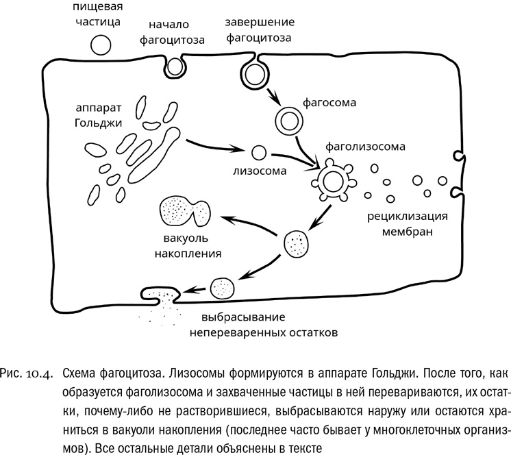 От атомов к древу. Введение в современную науку о жизни От атомов к древу. Введение в современную науку о жизни