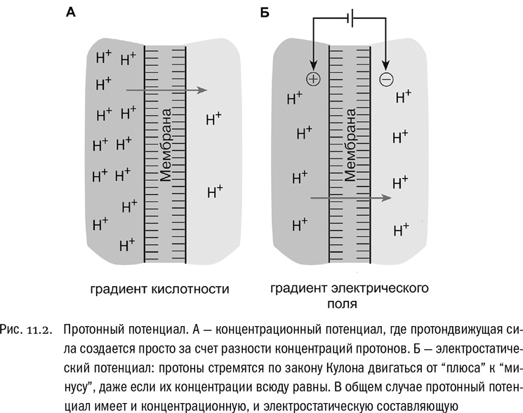 От атомов к древу. Введение в современную науку о жизни От атомов к древу. Введение в современную науку о жизни