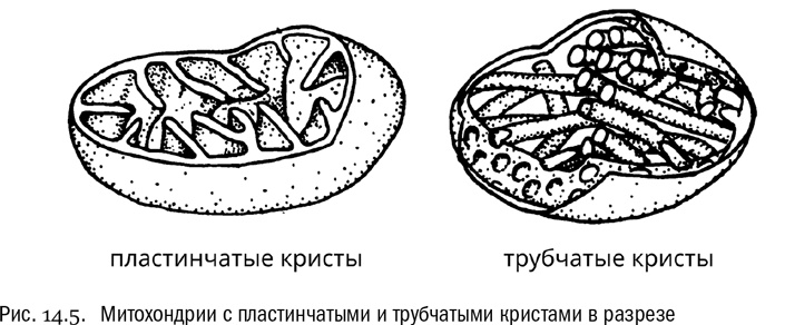 От атомов к древу. Введение в современную науку о жизни От атомов к древу. Введение в современную науку о жизни
