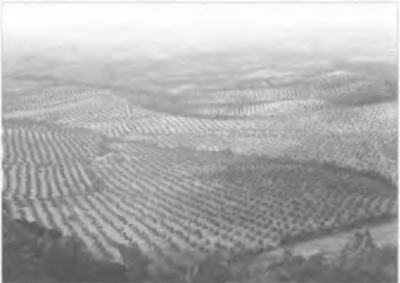 История древней Испании История древней Испании