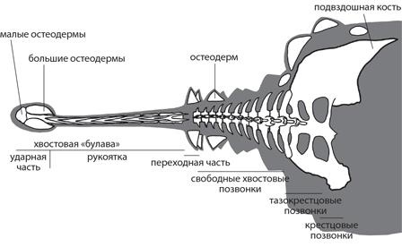 Динозавры. 150 000 000 лет господства на Земле Динозавры. 150 000 000 лет господства на Земле