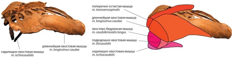 Динозавры. 150 000 000 лет господства на Земле Динозавры. 150 000 000 лет господства на Земле