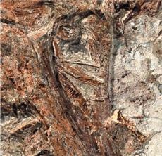 Динозавры. 150 000 000 лет господства на Земле Динозавры. 150 000 000 лет господства на Земле