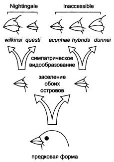 Рождение сложности. Эволюционная биология сегодня. Неожиданные открытия и новые вопросы Рождение сложности. Эволюционная биология сегодня. Неожиданные открытия и новые вопросы