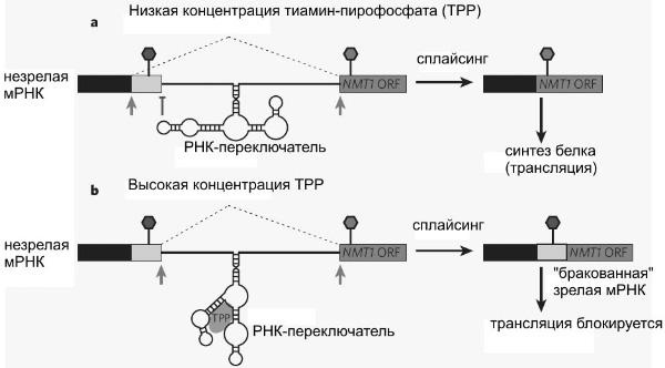Рождение сложности. Эволюционная биология сегодня. Неожиданные открытия и новые вопросы Рождение сложности. Эволюционная биология сегодня. Неожиданные открытия и новые вопросы