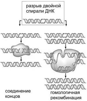 Рождение сложности. Эволюционная биология сегодня. Неожиданные открытия и новые вопросы Рождение сложности. Эволюционная биология сегодня. Неожиданные открытия и новые вопросы