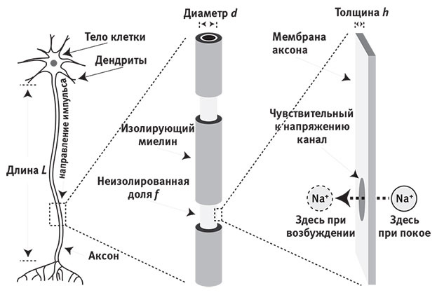 Наша математическая вселенная. В поисках фундаментальной природы реальности Наша математическая вселенная. В поисках фундаментальной природы реальности