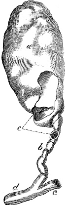 Модицина. Encyclopedia Pathologica Модицина. Encyclopedia Pathologica