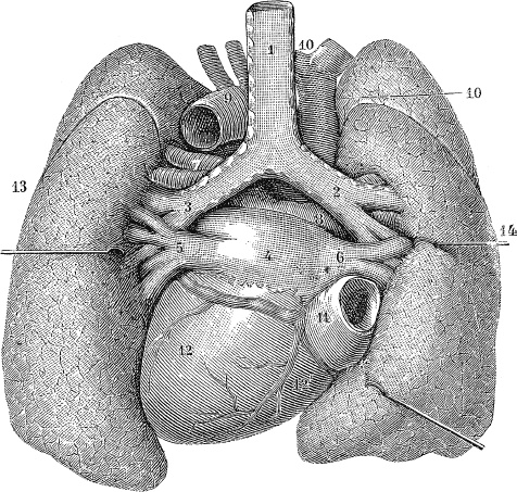 Модицина. Encyclopedia Pathologica Модицина. Encyclopedia Pathologica
