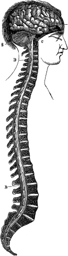 Модицина. Encyclopedia Pathologica Модицина. Encyclopedia Pathologica