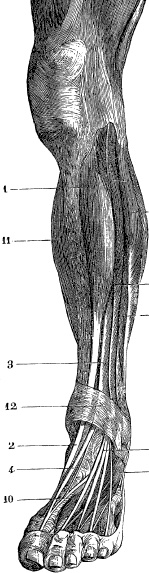 Модицина. Encyclopedia Pathologica