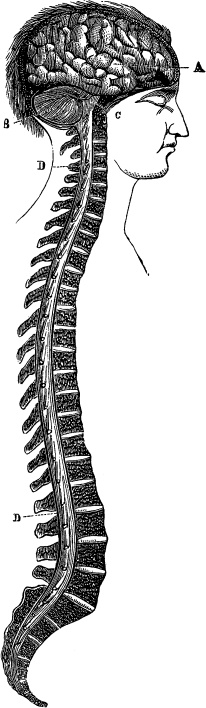 Модицина. Encyclopedia Pathologica Модицина. Encyclopedia Pathologica