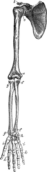 Модицина. Encyclopedia Pathologica Модицина. Encyclopedia Pathologica