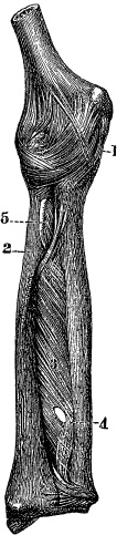 Модицина. Encyclopedia Pathologica Модицина. Encyclopedia Pathologica