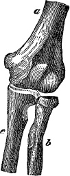 Модицина. Encyclopedia Pathologica Модицина. Encyclopedia Pathologica