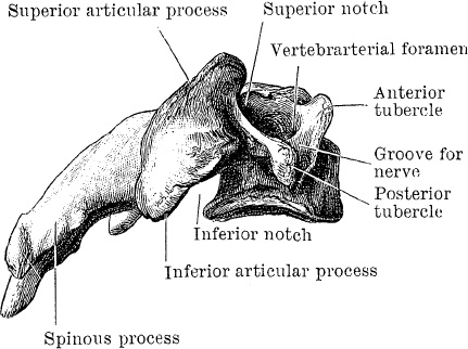 Модицина. Encyclopedia Pathologica Модицина. Encyclopedia Pathologica
