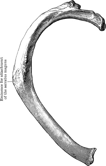 Модицина. Encyclopedia Pathologica