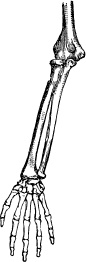 Модицина. Encyclopedia Pathologica