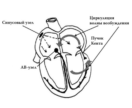 Полный курс медицинской грамотности