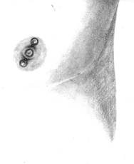 Энциклопедия Пирсинга. Настольная книга мастера и клиента