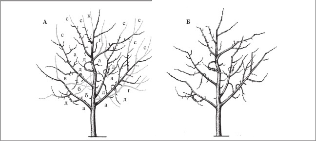 Формирование и обрезка садовых деревьев Формирование и обрезка садовых деревьев