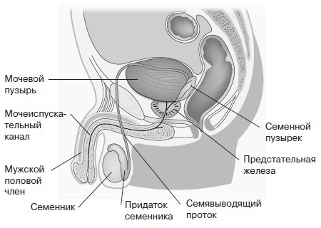 Вся правда о гормонах и не только Вся правда о гормонах и не только