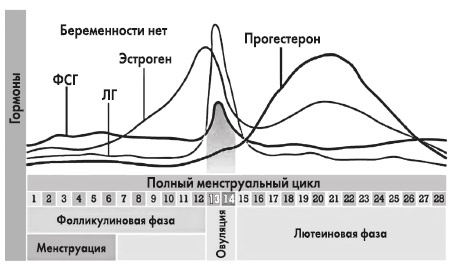 Вся правда о гормонах и не только Вся правда о гормонах и не только