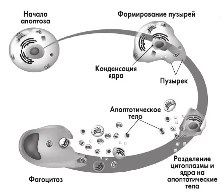 Вся правда о гормонах и не только Вся правда о гормонах и не только