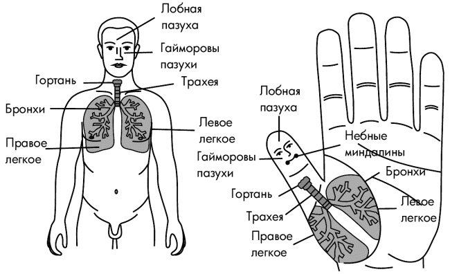 Су-Джок лечит. Мигрень, кашель, боль в спине, тяжесть в желудке Су-Джок лечит. Мигрень, кашель, боль в спине, тяжесть в желудке