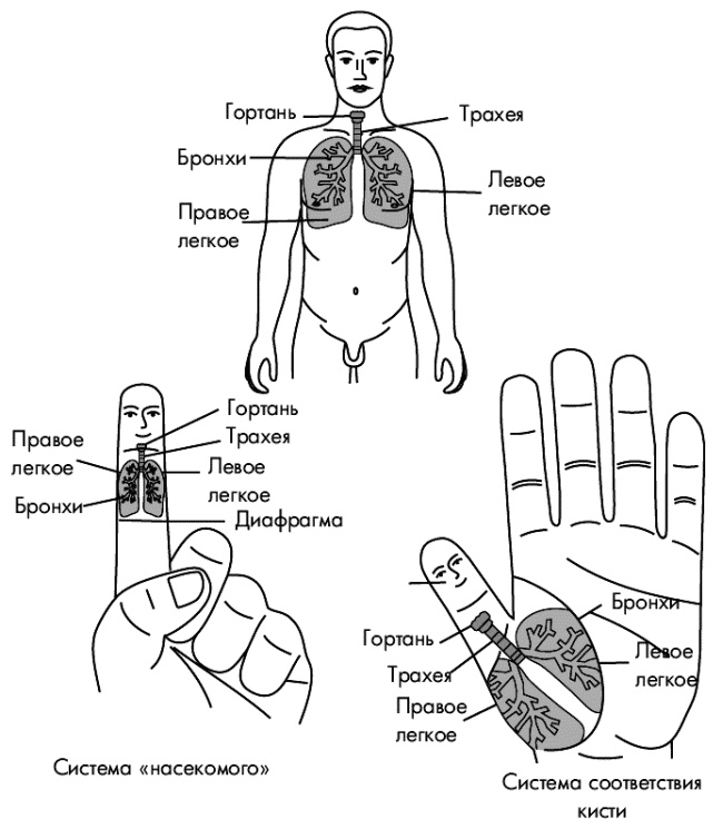 Су-Джок лечит. Мигрень, кашель, боль в спине, тяжесть в желудке Су-Джок лечит. Мигрень, кашель, боль в спине, тяжесть в желудке