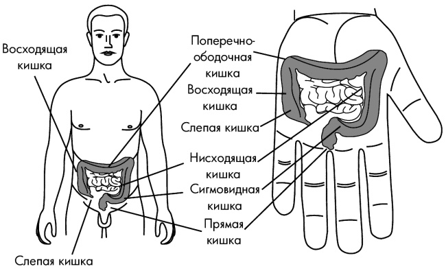 Су-Джок лечит. Мигрень, кашель, боль в спине, тяжесть в желудке Су-Джок лечит. Мигрень, кашель, боль в спине, тяжесть в желудке