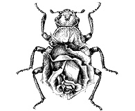 Круг Года. Викканские праздники, их атрибуты и значение Круг Года. Викканские праздники, их атрибуты и значение
