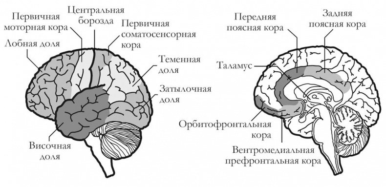 Тайная жизнь мозга. Как наш мозг думает, чувствует и принимает решения Тайная жизнь мозга. Как наш мозг думает, чувствует и принимает решения