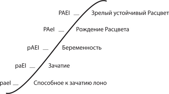 Управление жизненным циклом корпораций