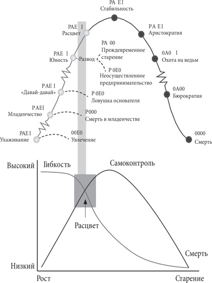 Управление жизненным циклом корпораций