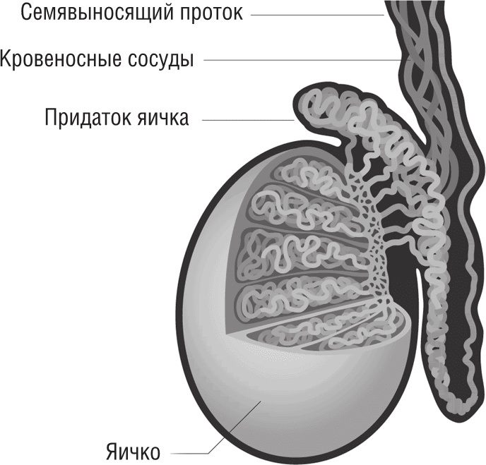 ОН. Интимный разговор про тот самый орган ОН. Интимный разговор про тот самый орган