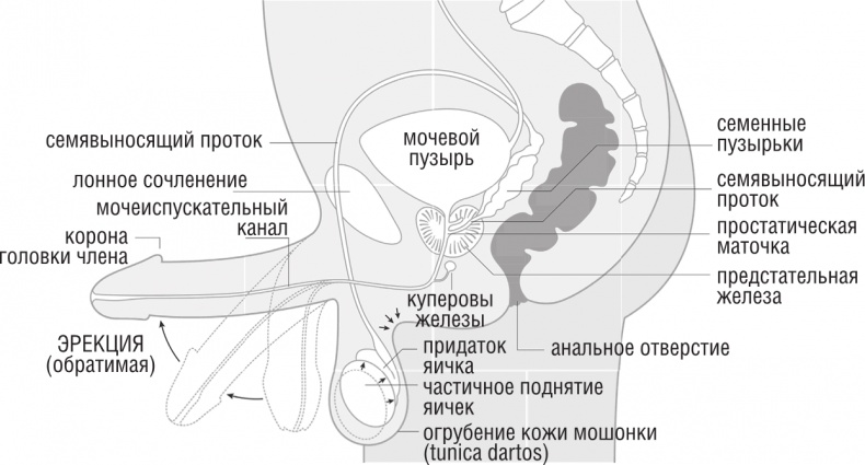 ОН. Интимный разговор про тот самый орган ОН. Интимный разговор про тот самый орган