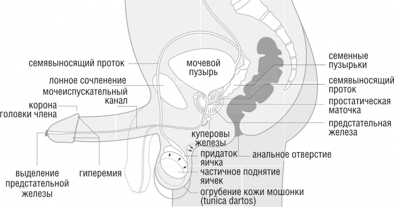 ОН. Интимный разговор про тот самый орган ОН. Интимный разговор про тот самый орган