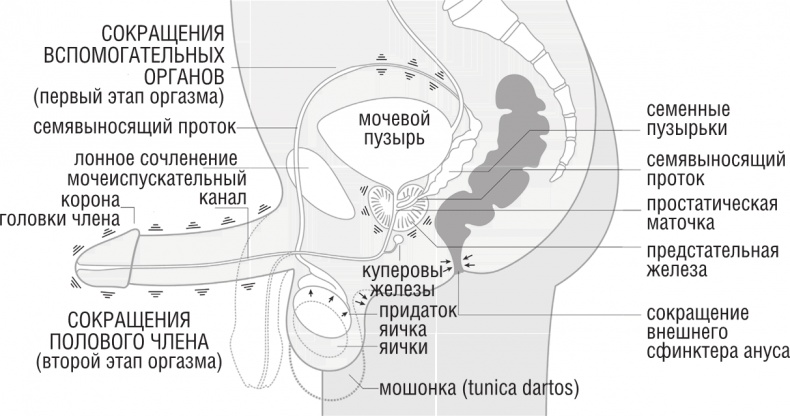 ОН. Интимный разговор про тот самый орган ОН. Интимный разговор про тот самый орган