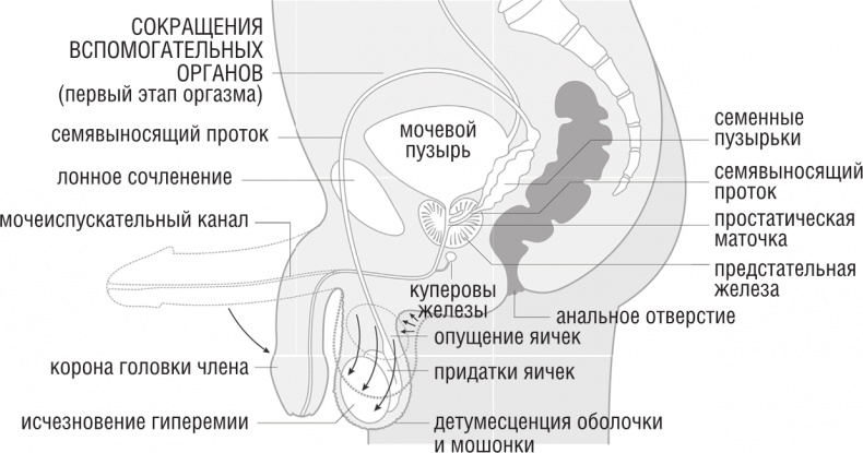 ОН. Интимный разговор про тот самый орган ОН. Интимный разговор про тот самый орган
