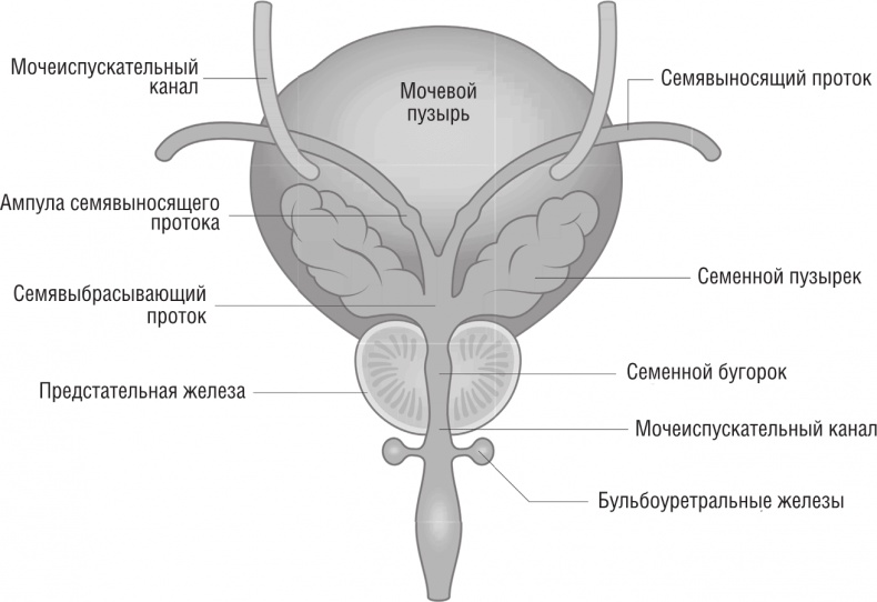 ОН. Интимный разговор про тот самый орган ОН. Интимный разговор про тот самый орган
