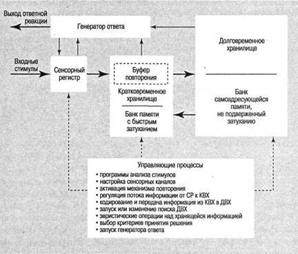 Когнитивная психология Когнитивная психология