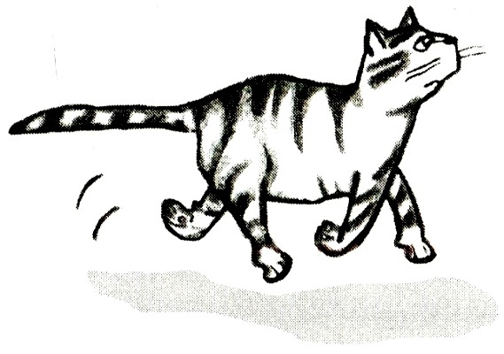 Я всего лишь кошка
