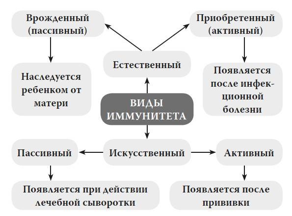 Мифы о микробах и вирусах. Как живет наш внутренний мир