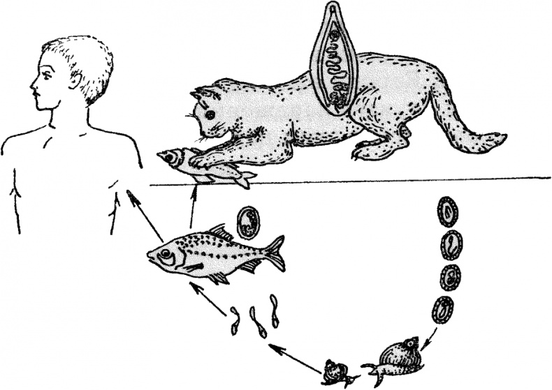Опасные соседи. Как распознать паразитов, не впасть в панику и свести вред для организма к минимуму Опасные соседи. Как распознать паразитов, не впасть в панику и свести вред для организма к минимуму